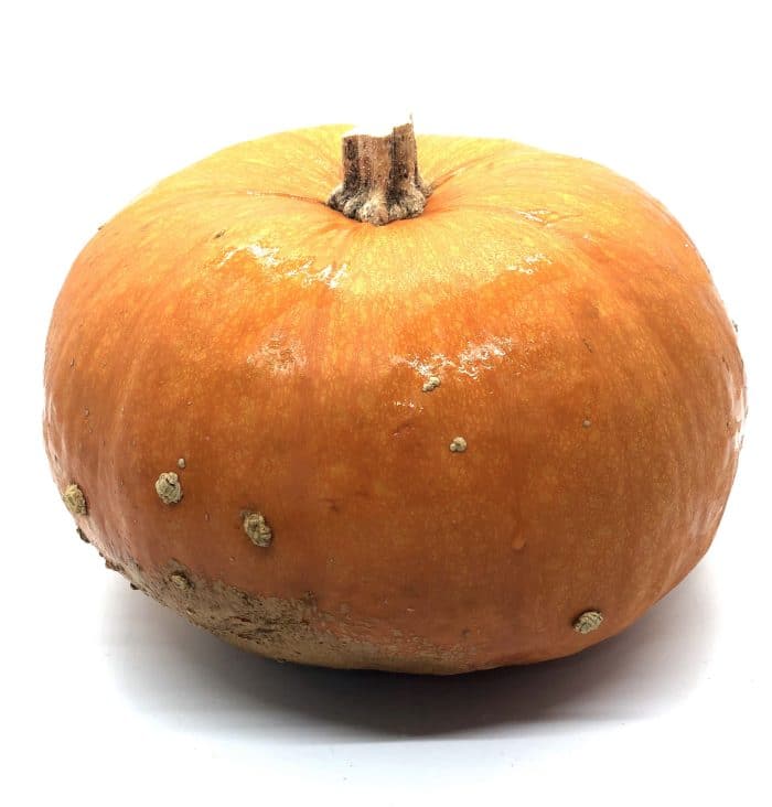 Pie Pumpkin