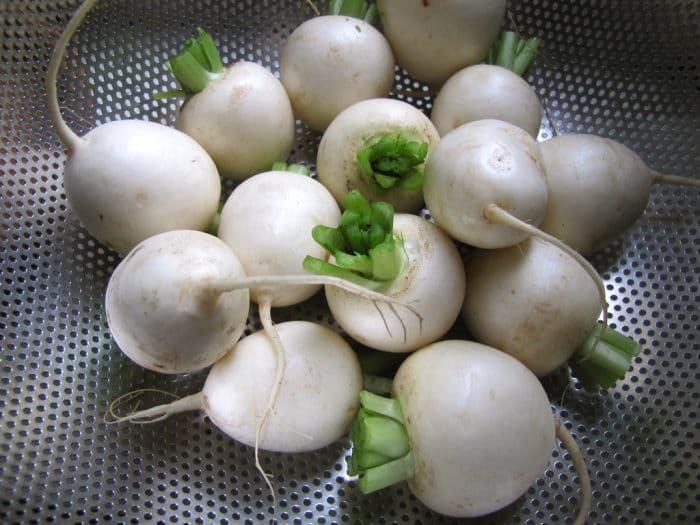 Hakurei Turnips