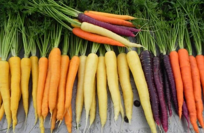 Multi color carrots with tops