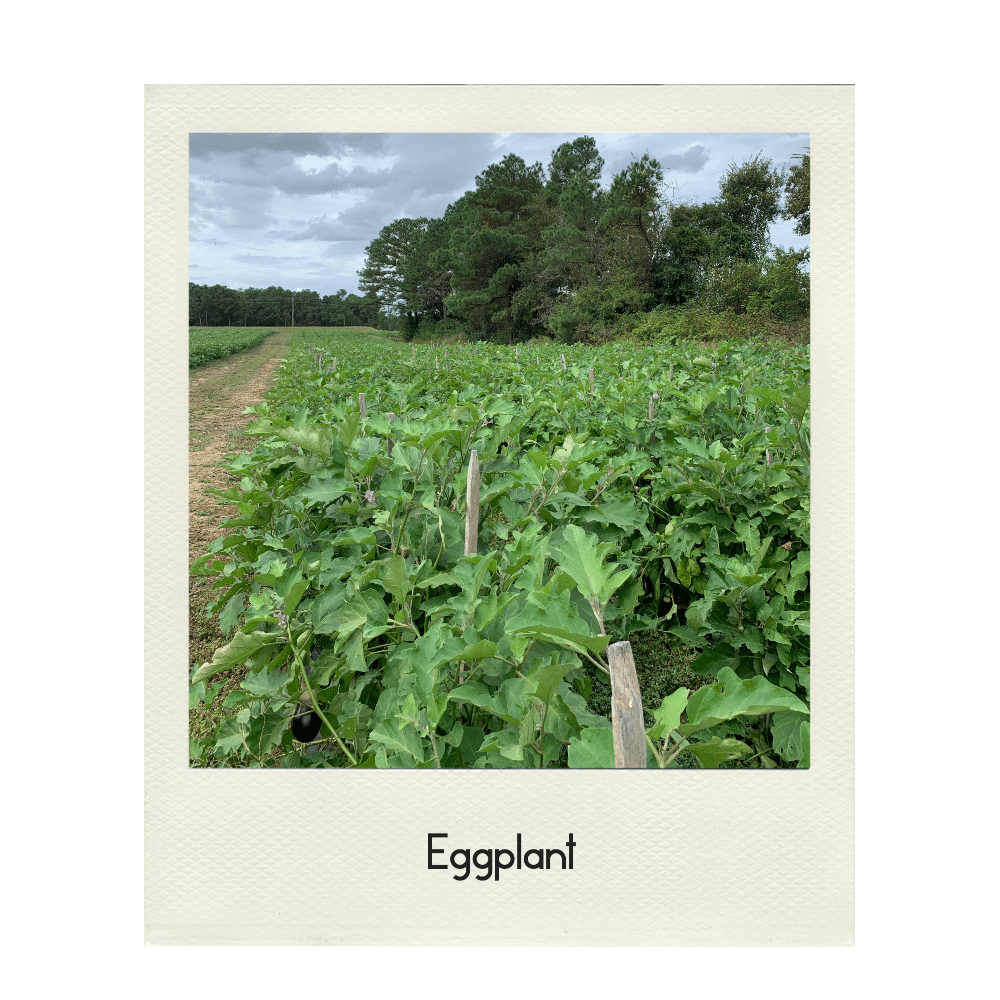 Eggplant - American Dream Produce Field