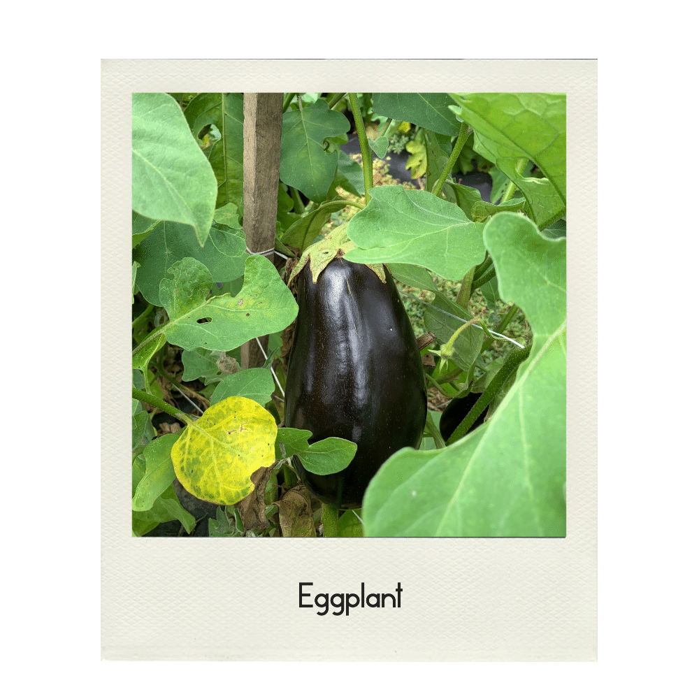 Eggplant - American Dream Produce