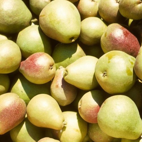 Mixed Pears